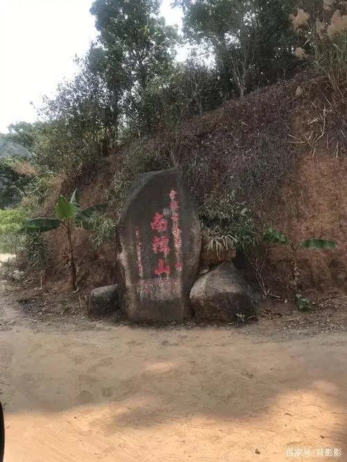 古茶第一村”，你見過這樣的茶樹嗎？