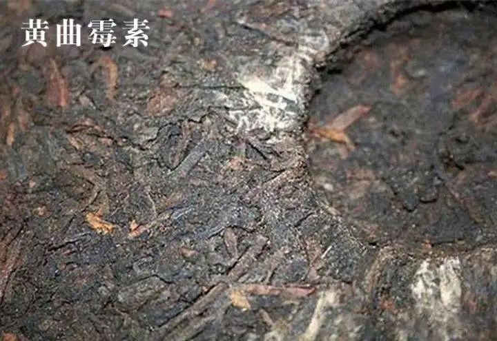 普洱茶有黃曲霉毒素,喝了會致癌?不黑不吹,咱用事實說話