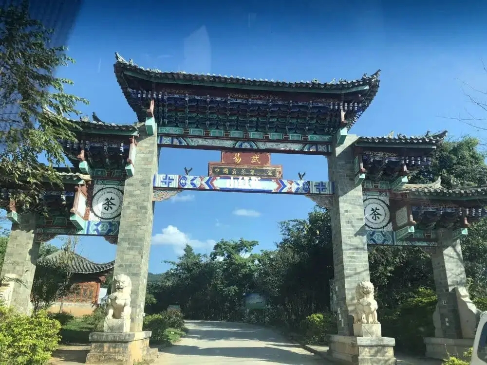 古樹茶年份越老,茶葉就越好嗎?影響茶葉品質的因素有哪些?