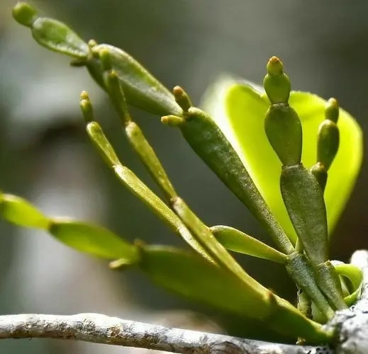 “螃蟹腳”是什么?