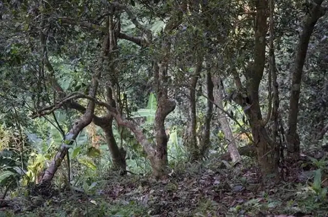 一山一味,山頭茶存在的意義究竟是什么?