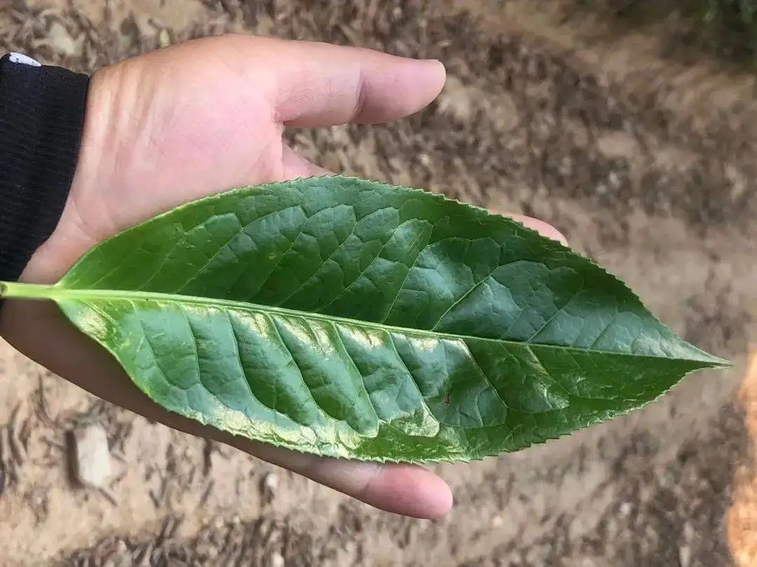 【茶百科】勐庫(kù)大葉種的適制性。