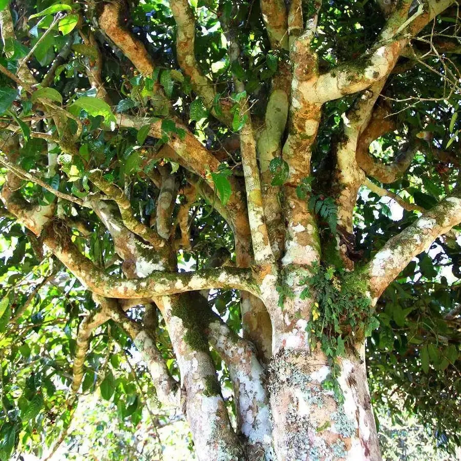 來自易武秘境的至味臻品！氣韻強勁，余韻深邃，一口喚醒你的味蕾~