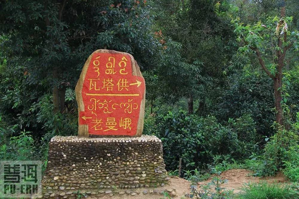 2023年老曼峨古樹春茶特點是什么？