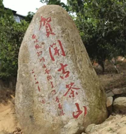 2023年賀開古樹春茶品質如何?