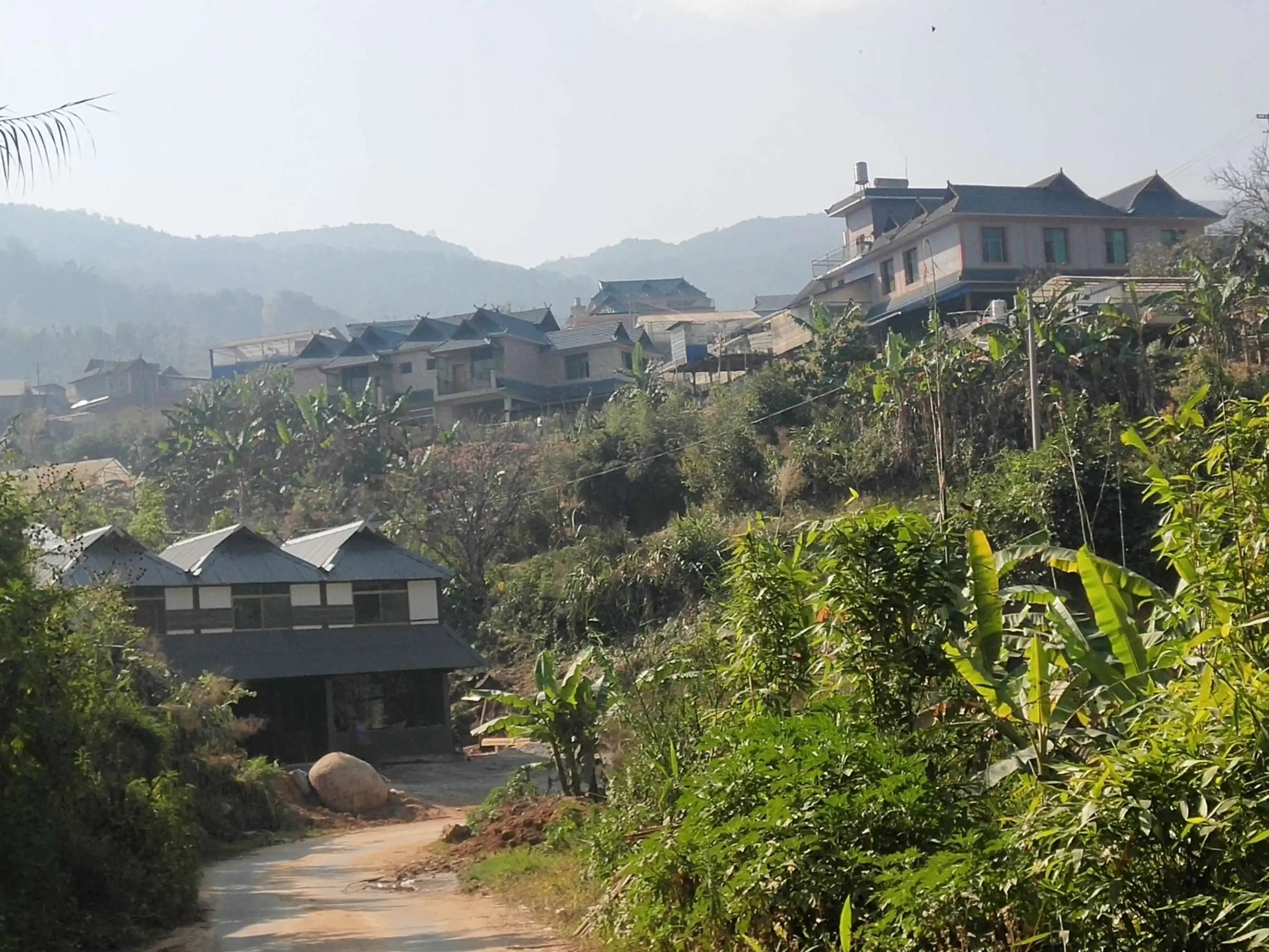 2023年帕沙古樹春茶價格多少錢?