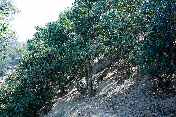 2023年那卡古樹春茶價格是多少?