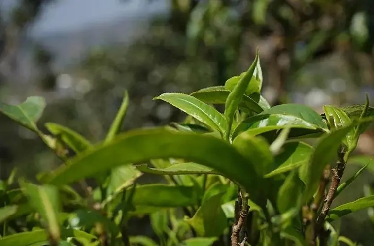 2023年那卡古樹春茶多少錢一公斤?