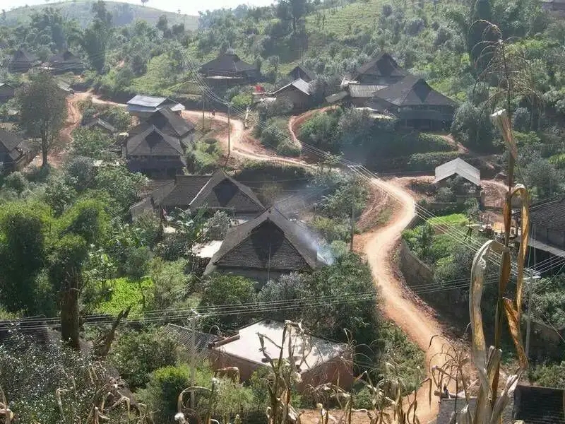 2023年保塘老寨古樹春茶品質如何?