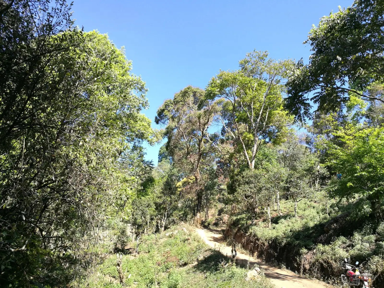 2023年保塘老寨古樹春茶口感是什么?