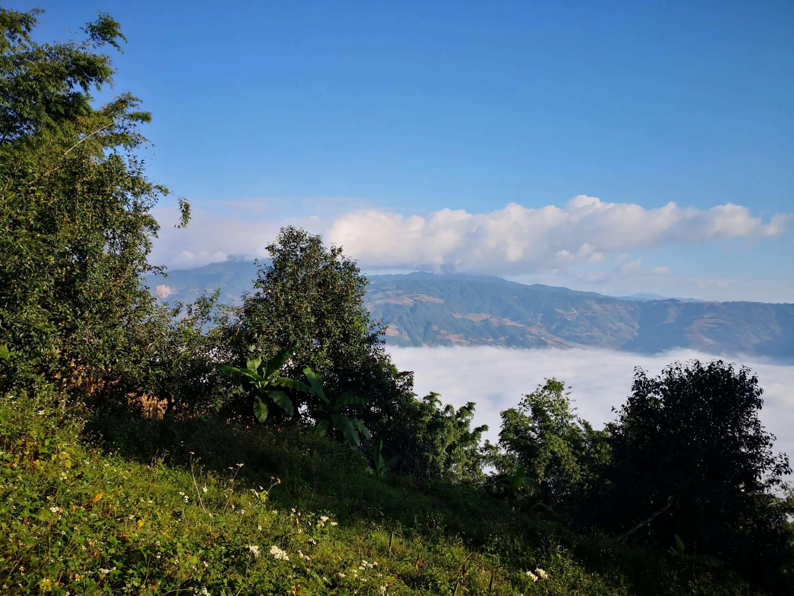 2023年邦崴古樹 春茶品質如何?