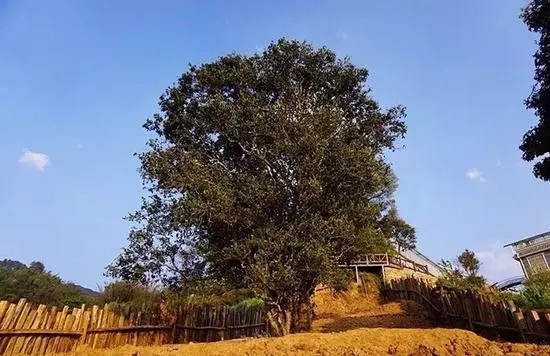 2023年邦崴古樹春茶價格多少？