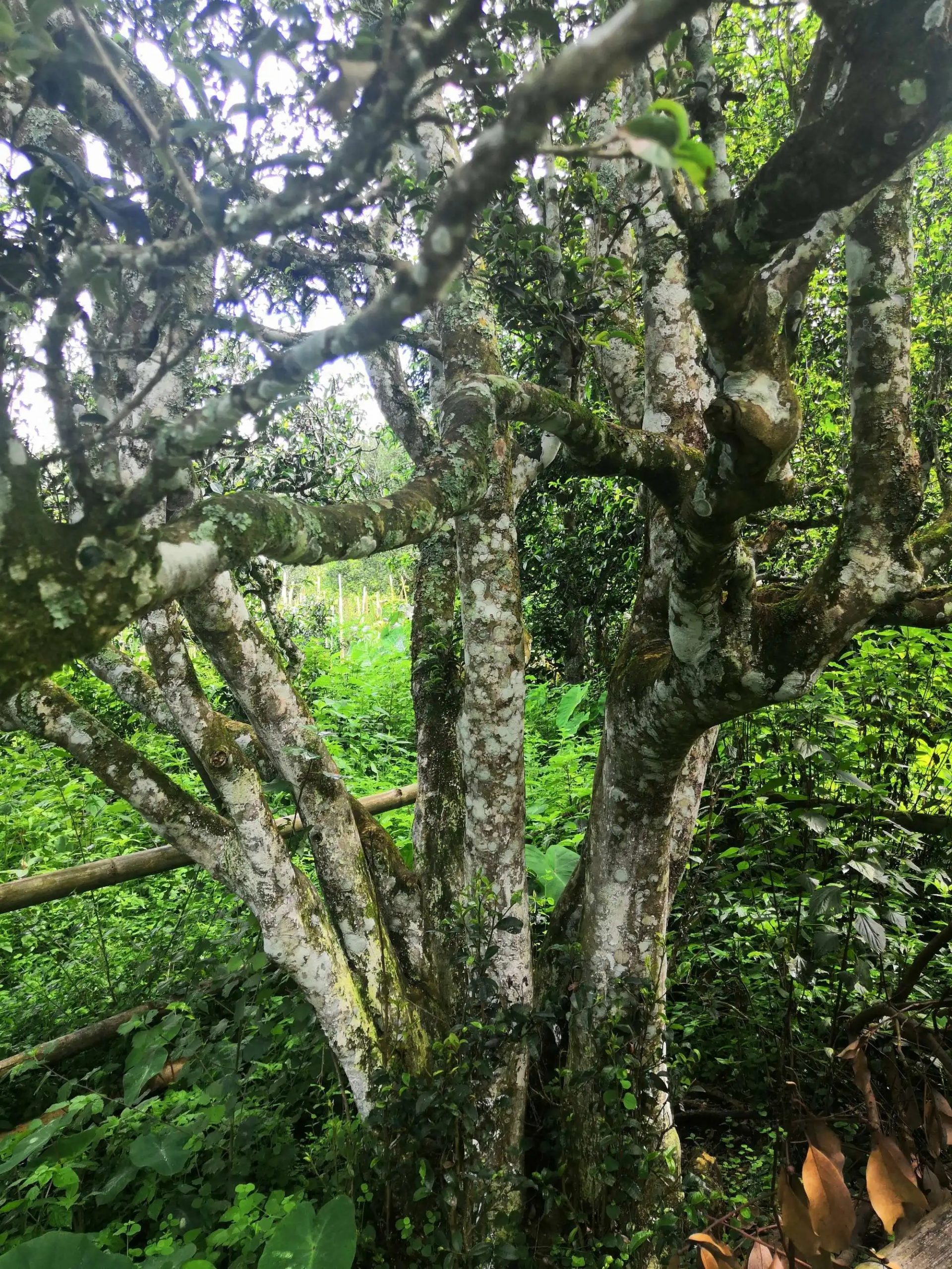 2023年困鹿山古樹春茶價格是多少?