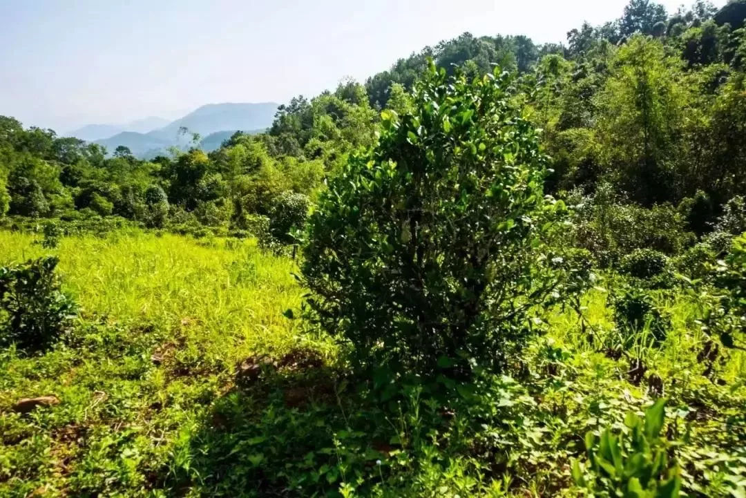 2023年迷帝古樹(shù)春茶特點(diǎn)是什么?