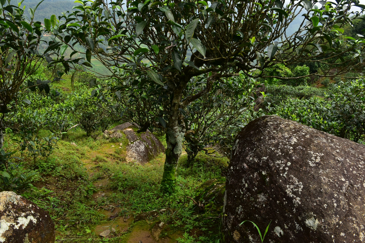 2023年邦東古樹春茶特點(diǎn)是什么？