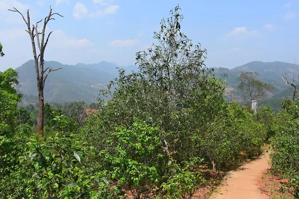 2023年邦東古樹春茶價(jià)格是多少？