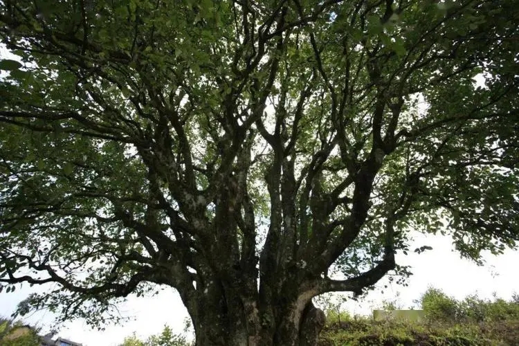 2023年香竹箐古樹春茶品質(zhì)怎么樣？