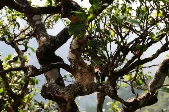 2023年忙肺古樹春茶價(jià)格是多少？