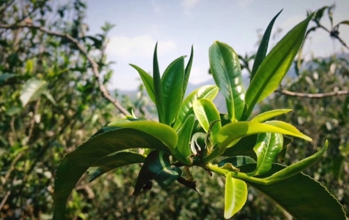 2023年小戶賽古樹春茶品質怎么樣？