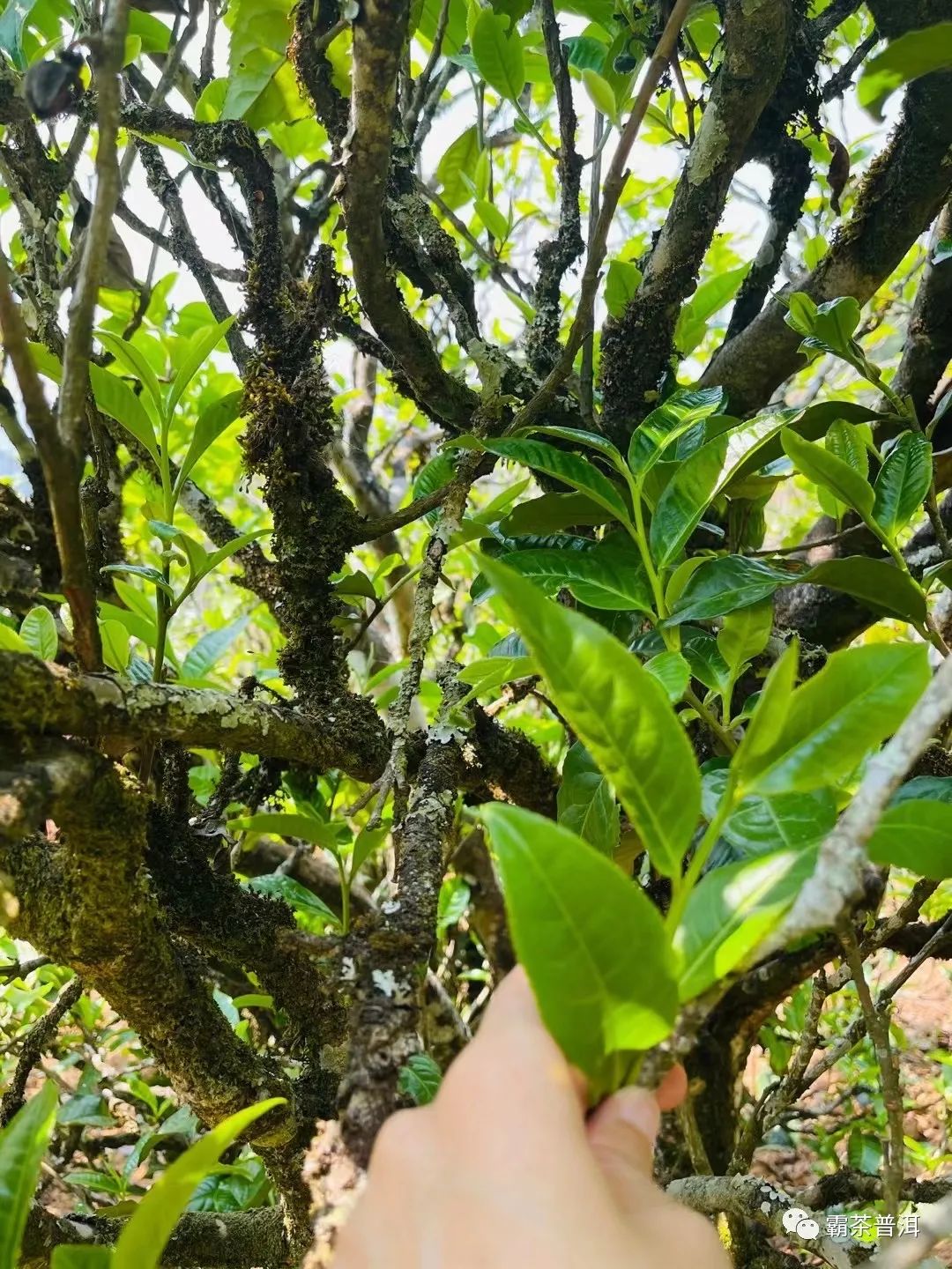 2023年正氣塘古樹春茶品質如何？