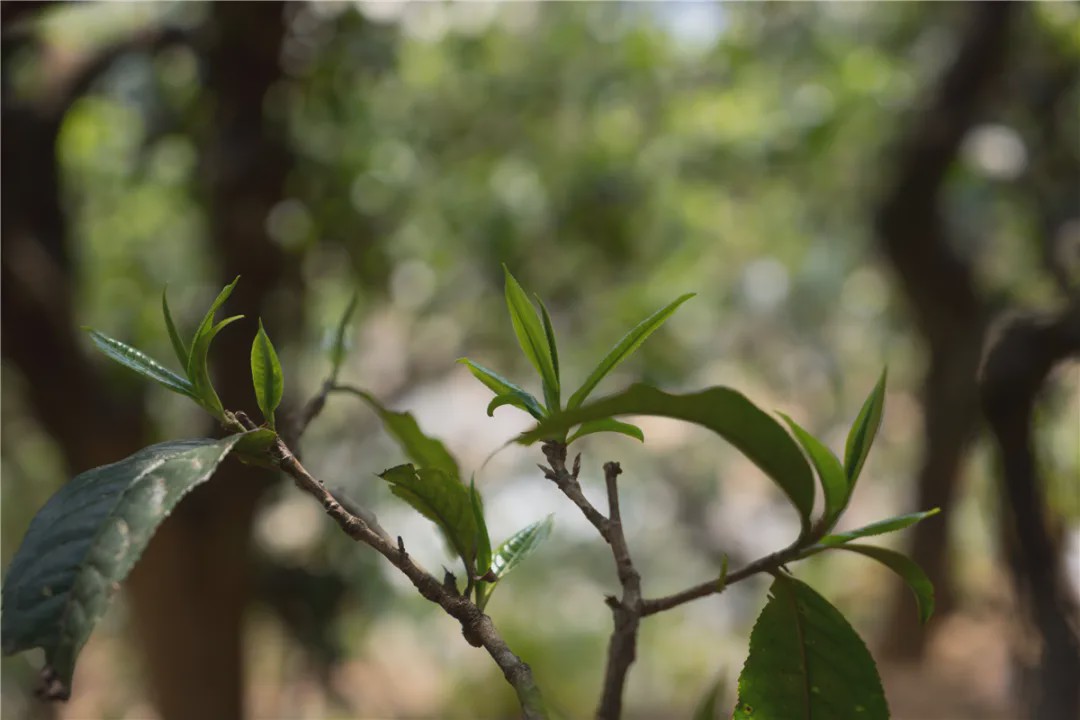 2023年壩糯古樹春茶品質如何？