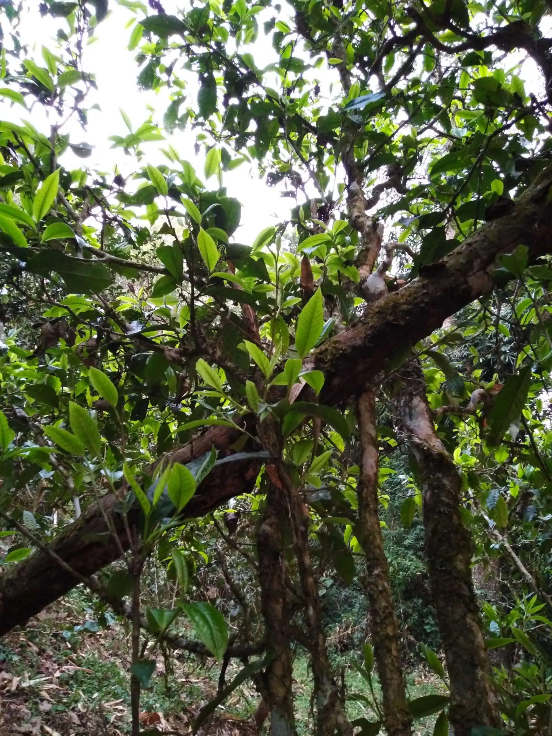 2023年糯伍古樹春茶品質如何？