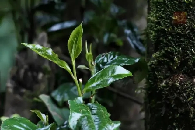 2023年薄荷塘古樹春茶品質怎么樣？