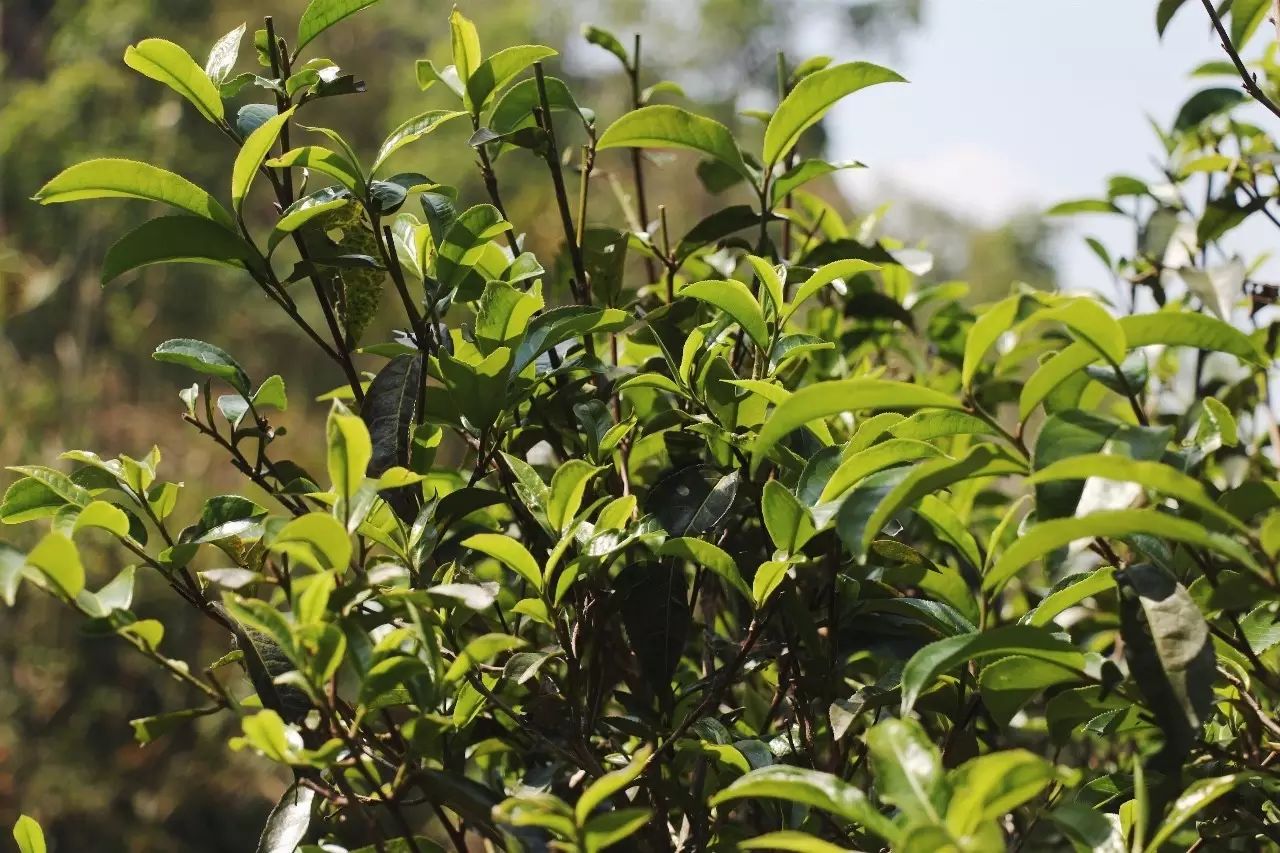 2023年彎弓古樹春茶品質如何？