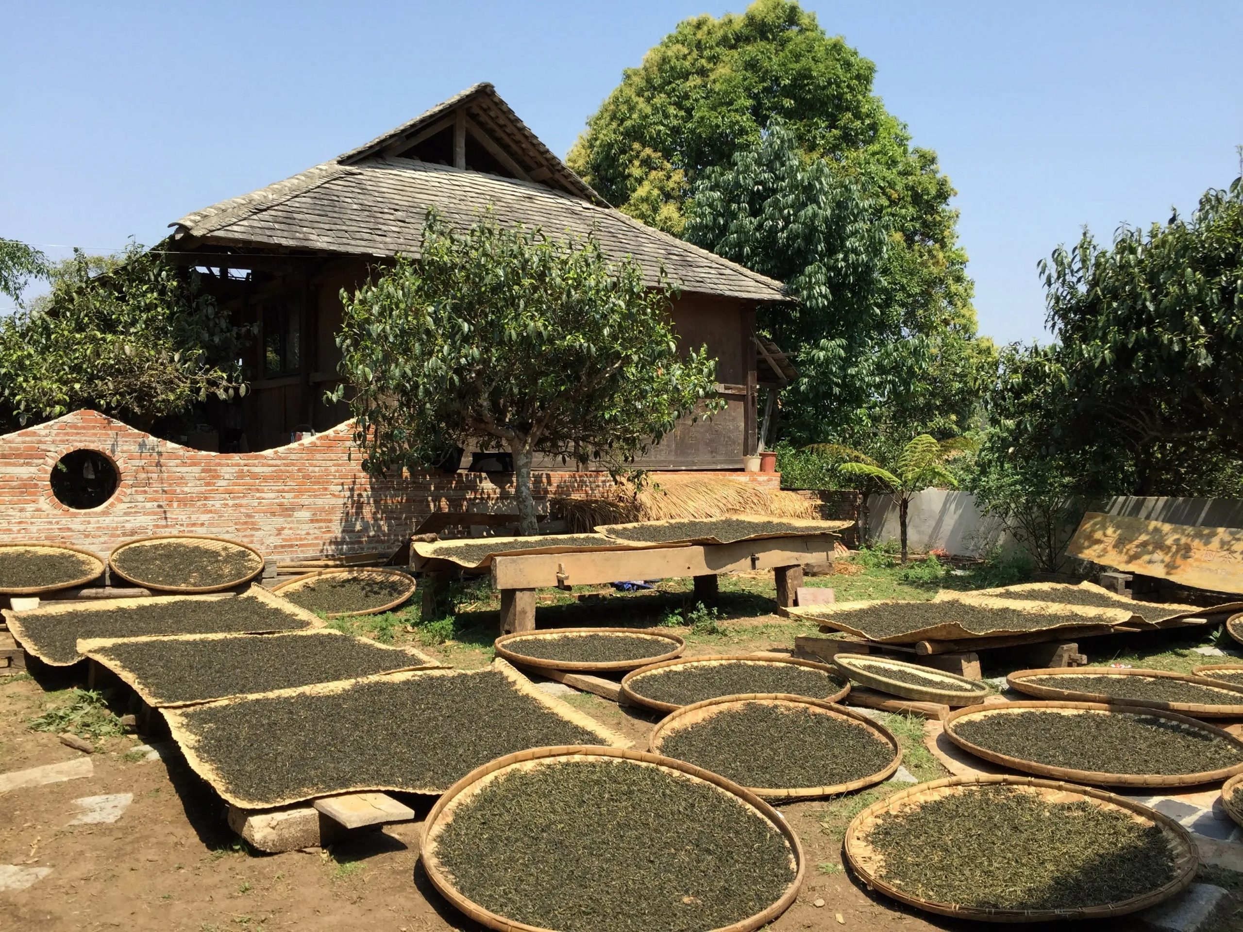 2023年彎弓古樹春茶多少一公斤？