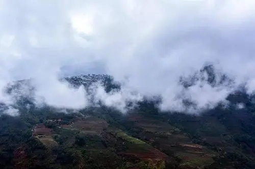 2023年勐庫大忠山古樹春茶口感如何？