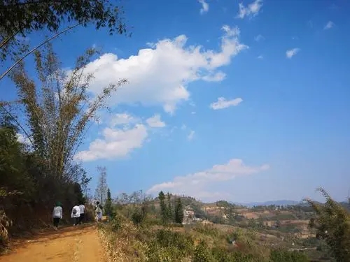 2023年勐庫豆腐寨古樹春茶特點是什么？