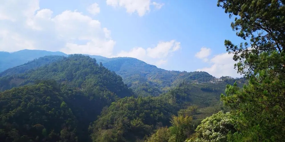 2023年勐庫豆腐寨古樹春茶品質如何？