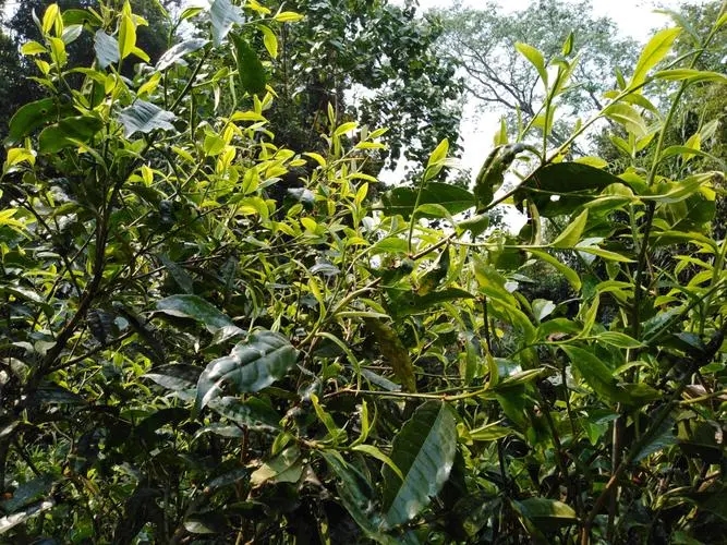 2023年勐庫河邊寨古樹春茶價(jià)格是多少？