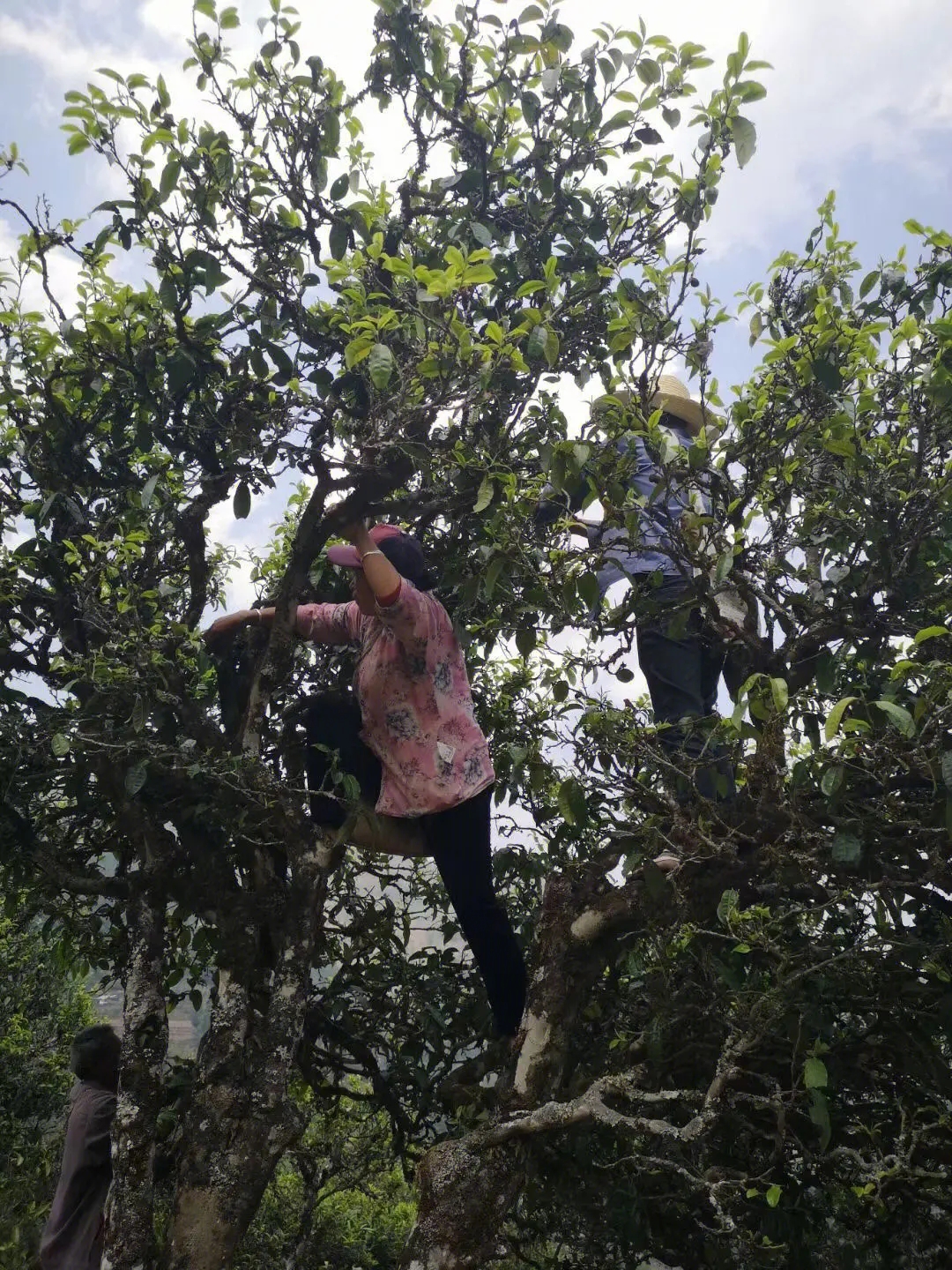 2023年寧洱擺尾箐古樹春茶特點(diǎn)是什么？