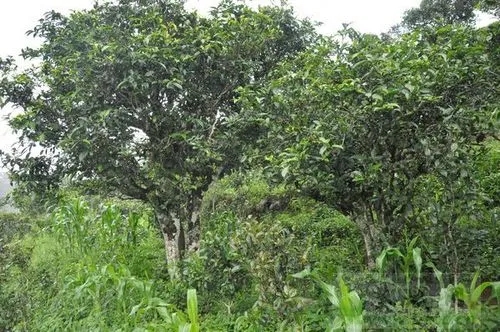 2023年鎮(zhèn)沅老海塘古樹春茶特點(diǎn) 是什么？