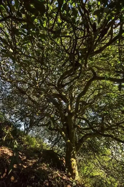 2023年鎮(zhèn)沅老烏山古樹春茶品質(zhì)如何？