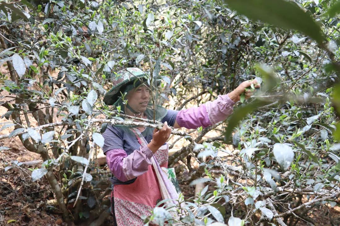 2023年普洱老安寨古樹春茶口感怎么樣？