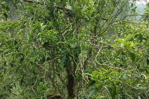 2023年千家寨古樹春茶口感怎么樣?