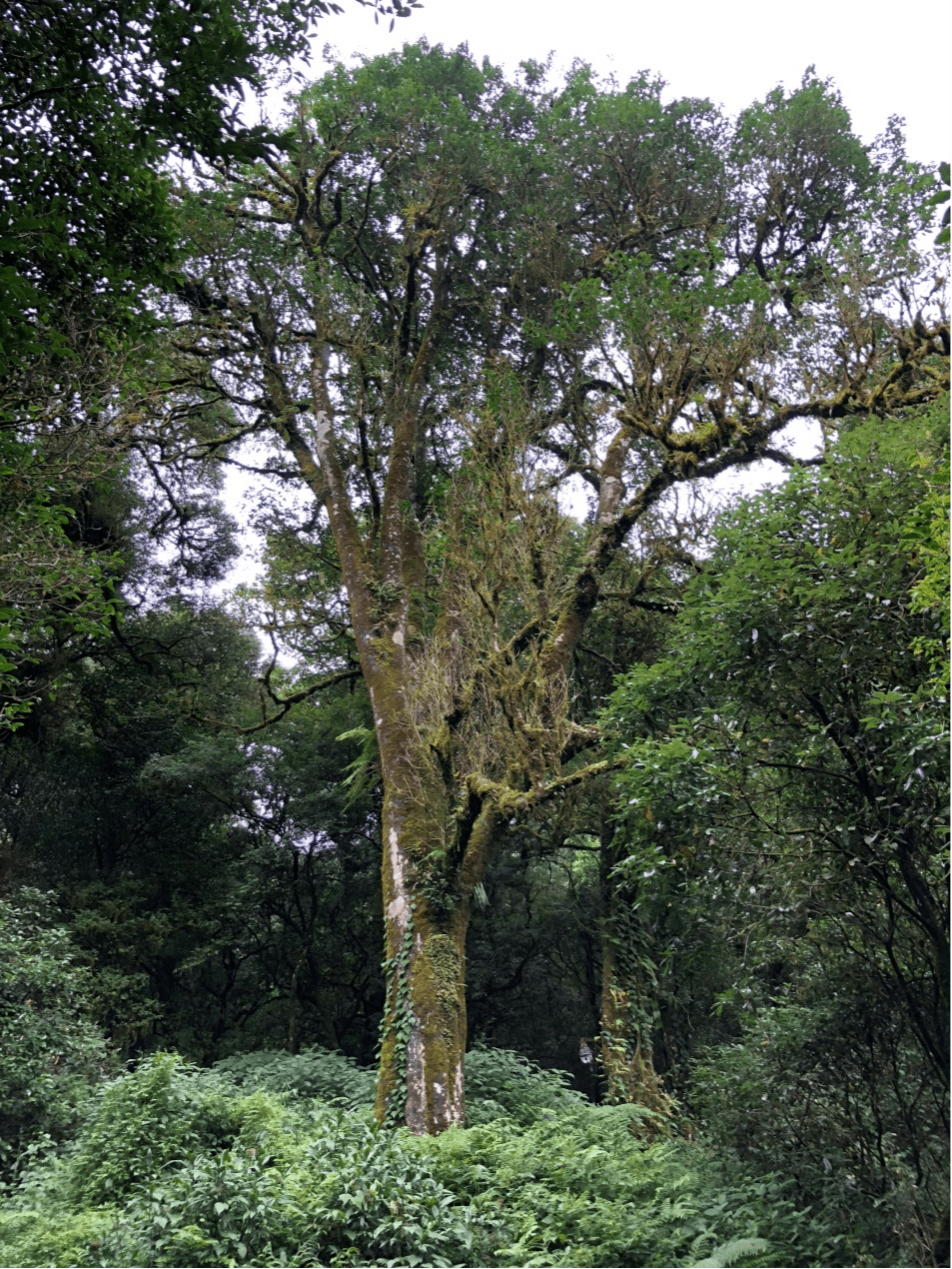 2023年千家寨古樹春茶價(jià)格是多少？