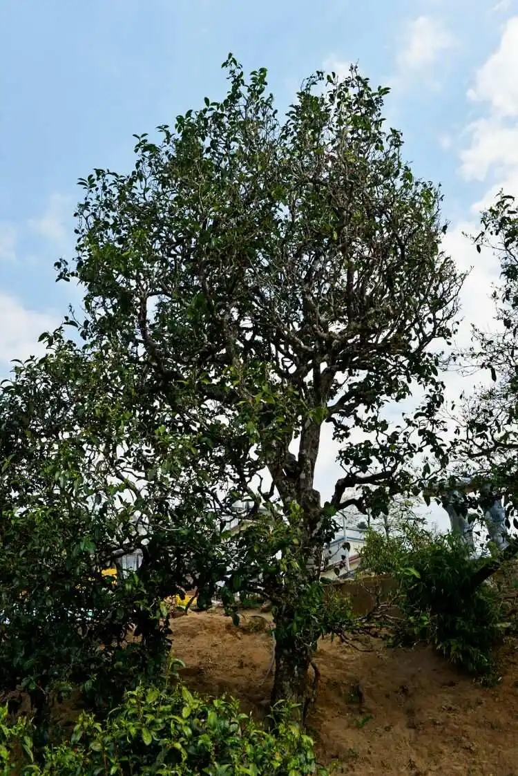 2024年冰島老寨古樹春茶口感是什么?