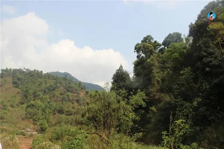 2024年薄荷塘古樹春茶品質怎么樣?