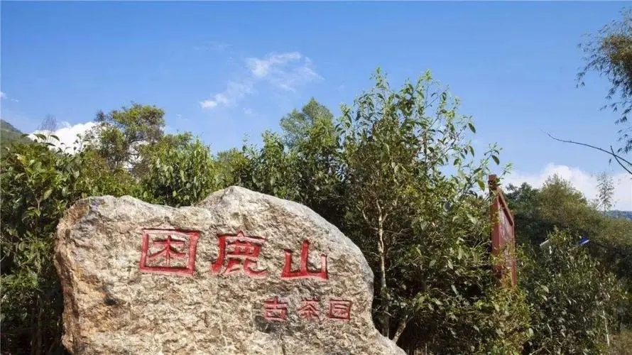 2024年困鹿山古樹春茶特點(diǎn)是什么?