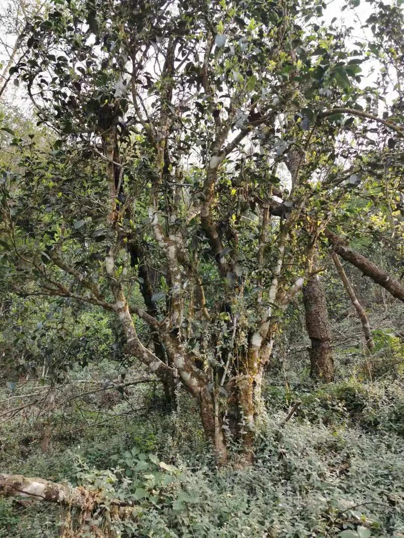 2024年迷帝古樹春茶口感如何？