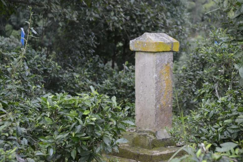 2024年迷帝古樹春茶價格是多少？