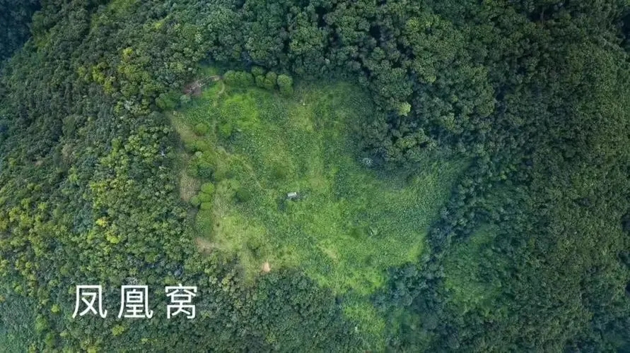 2024年墨江鳳凰窩古樹春茶多少錢一公斤？