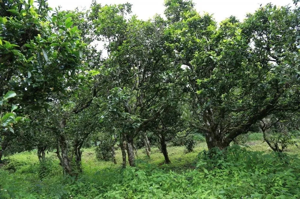 2024年昔歸古樹春茶價格是多少?