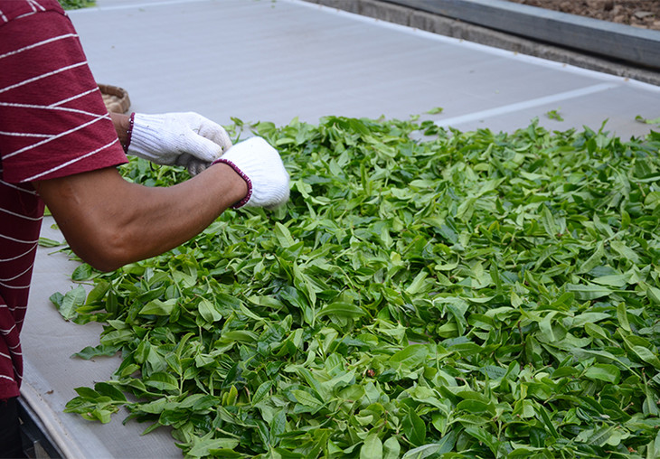 2024年磨烈古樹春茶特點是什么？