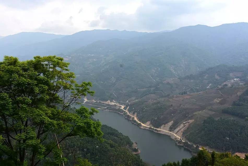 2024年磨烈古樹春茶多少錢一公斤？