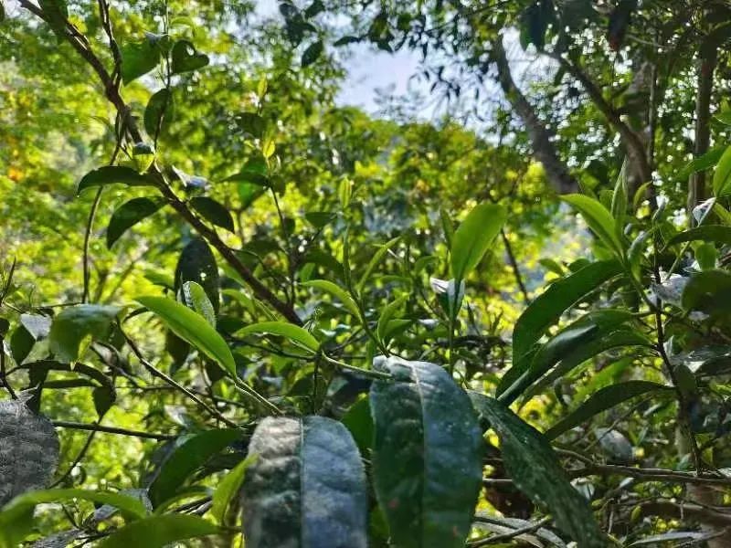 云南古六大茶山——莽枝