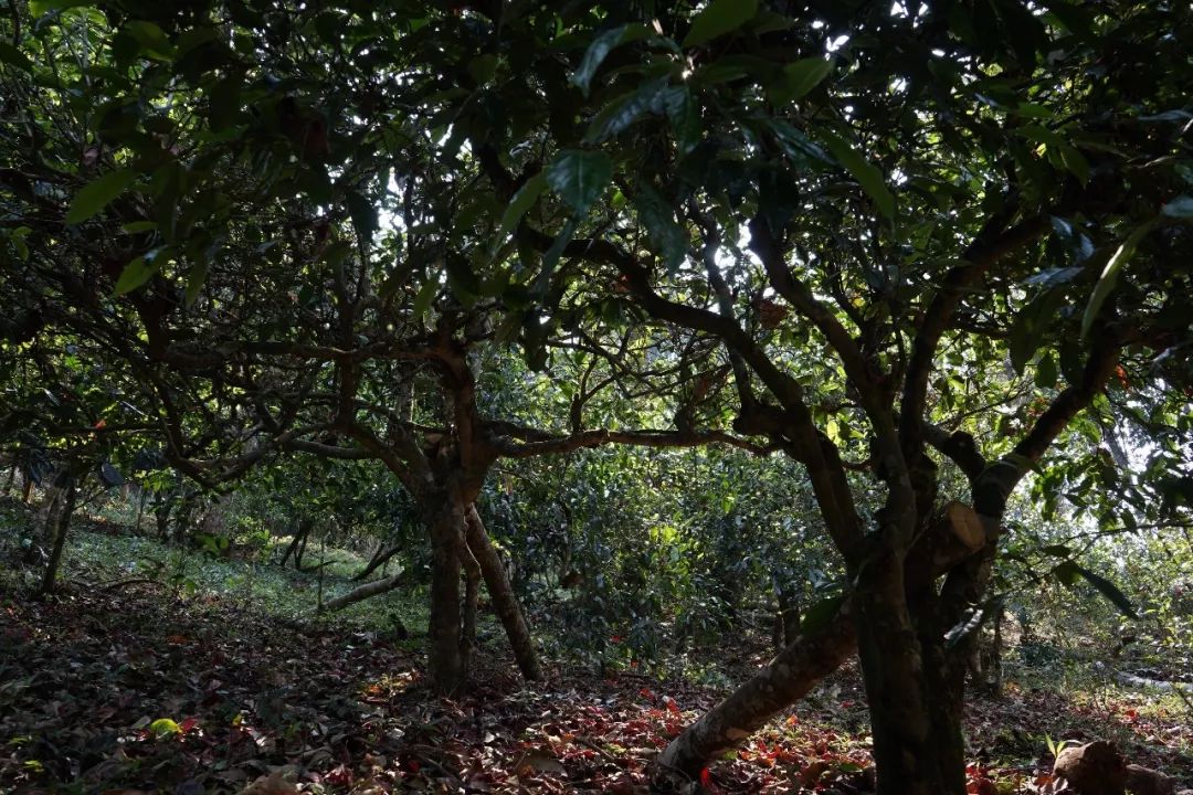 南糯山：云南茶業科研的發祥地